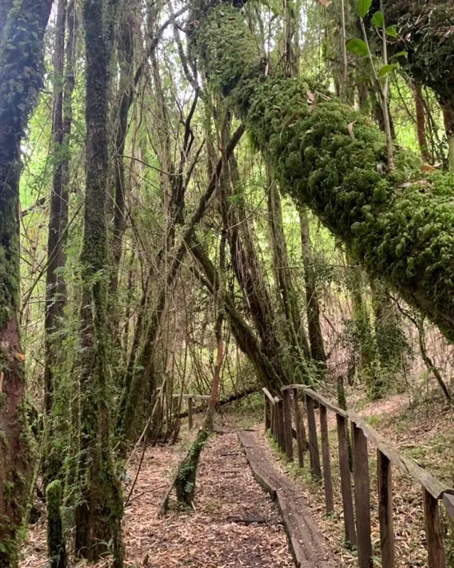 Bosque de árboles cubiertos de musgo en Isla Lemuy