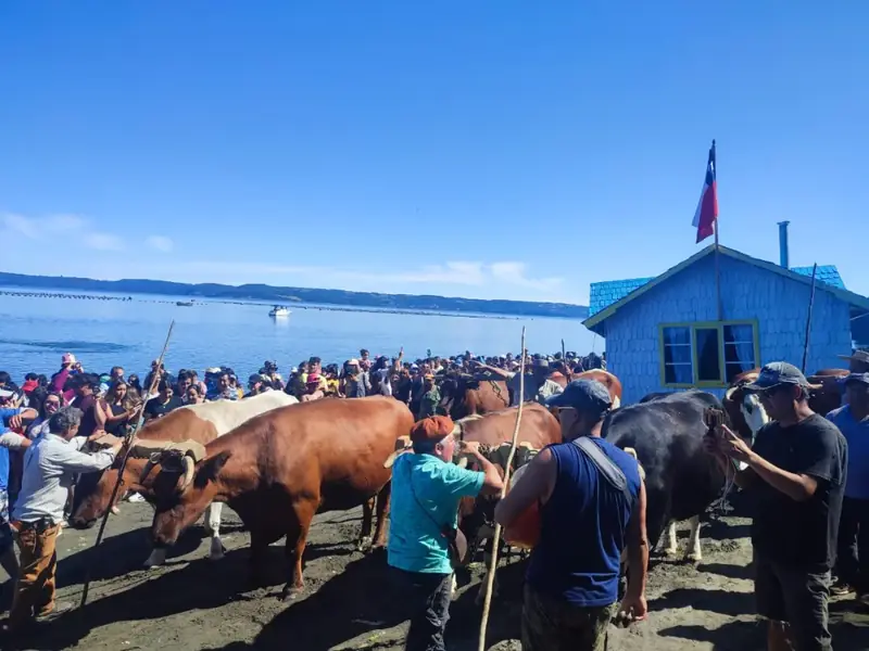 Minga tiradura de casa: bueyes tirando una casa por la playa de Liucura