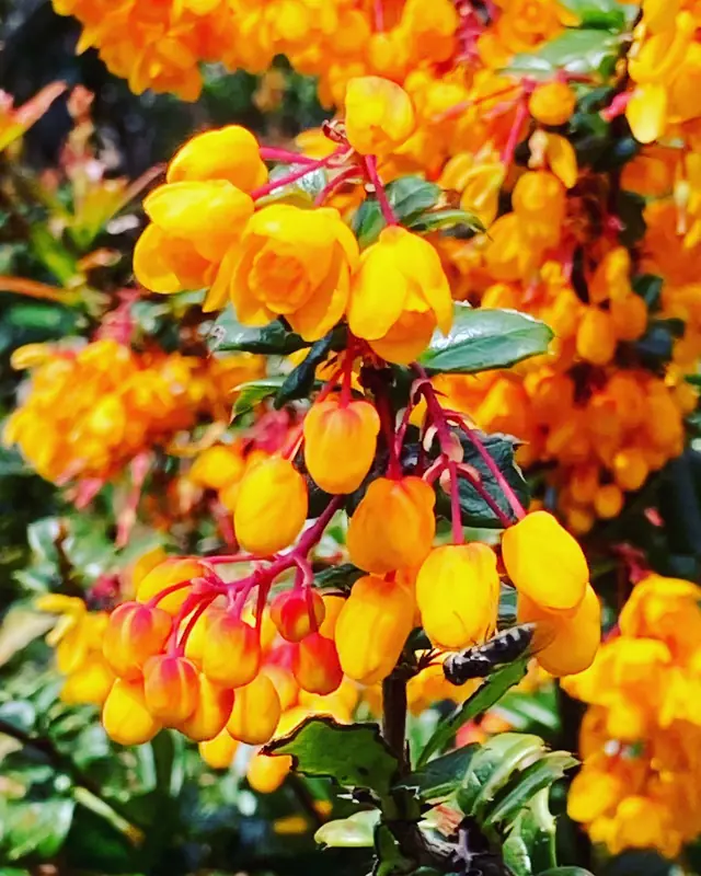 Flores anaranjadas de murta