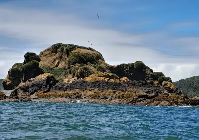 Islote rocoso de Puñihuil, hogar de los pingüinos